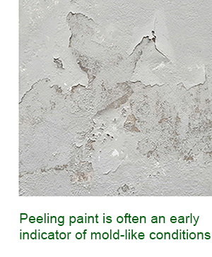Peeling paint is often an early indicator of mold-like conditions